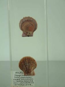 櫛孔扇貝 櫛孔扇貝