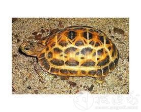 網紋龜 網紋龜