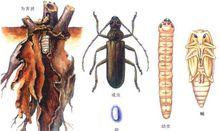 星天牛各階段形態