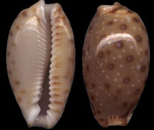 以色列寶螺 以色列寶螺