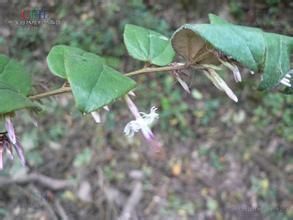 腋花兔兒風 腋花兔兒風