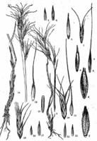 台灣鵝觀草 台灣鵝觀草