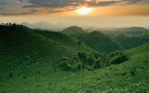 七仙峰茶場 七仙峰茶場