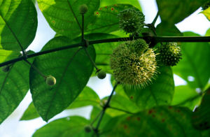 雲南鉤藤 雲南鉤藤