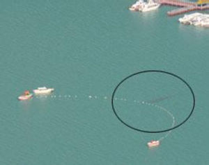 疑似“喀納斯湖水怪”照片