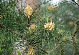 雲南松花粉 雲南松花粉