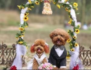 寵物婚禮 寵物婚禮
