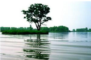 南洞庭湖濕地和水禽自然保護區 南洞庭湖濕地和水禽自然保護區