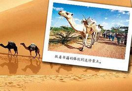 駱駝圖書館 駱駝圖書館