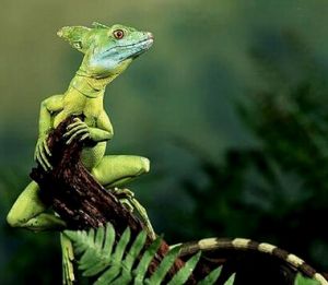 雙冠蜥（水上飛、耶穌聖誕蜥）（美洲鬣蜥科）分布在中美洲的東南部的熱帶雨林的河流邊，全長60－70厘米。以能在水上奔跑而著名。
