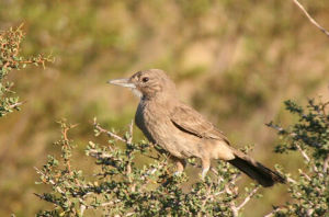 褐巨灶鶇 褐巨灶鶇