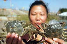 軍山湖蟹農展示軍山湖大閘蟹