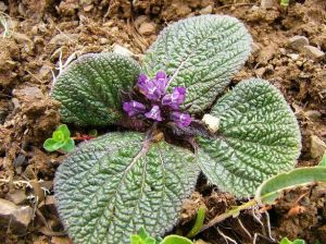 美花補血草（亞種）