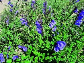 甘肅黃芩 甘肅黃芩