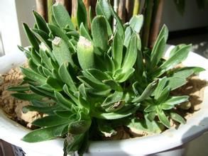 短蕊景天 短蕊景天