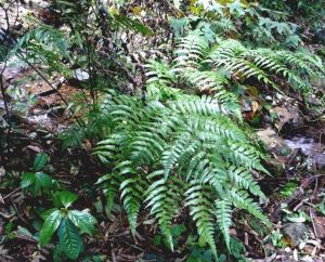 短柄毛蕨 短柄毛蕨