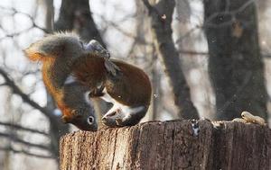 為搶花生而大打出手的松鼠