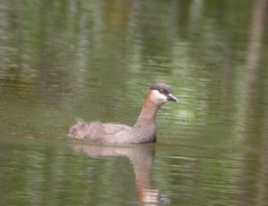 馬島小鸊鷉 馬島小鸊鷉