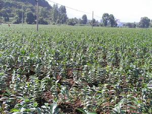 （圖）百合花卉 