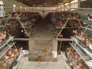 馬金鋪鄉大營村