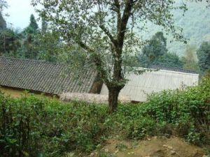 岩山樹自然村 岩山樹自然村