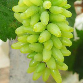 金手指葡萄 金手指葡萄