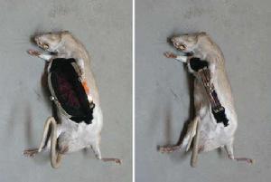 雷德·佩帕德 雷德·佩帕德