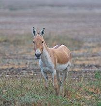蒙古野驢