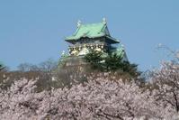 天守閣與櫻花