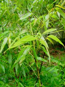 斑竹花[斑竹花]