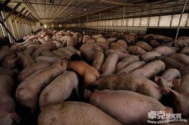 米魯·金 米魯·金