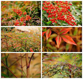 南天竹[毛茛目小檗科植物]