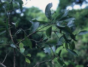 粉背瓊楠 粉背瓊楠