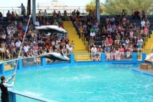 邁阿密海洋館 邁阿密海洋館