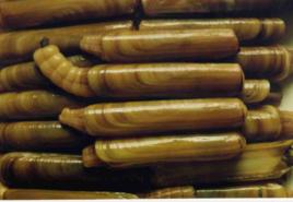 日照大竹蟶 日照大竹蟶