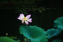 曲院風荷[杭州西湖十景之一]