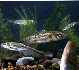 斑重唇魚 斑重唇魚