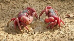 紅陸蟹