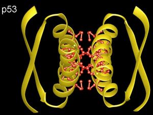 P53抗癌基因 P53抗癌基因