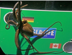 章魚保拉 章魚保拉