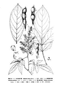 灰毛崖豆藤 灰毛崖豆藤