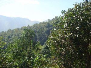 芹菜水自然村 芹菜水自然村