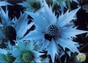 銀色幽靈刺芹 銀色幽靈刺芹