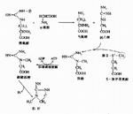 肌酸磷酸激酶同工酶 肌酸磷酸激酶同工酶