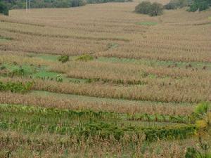 老鴰樹自然村自然資源-耕地
