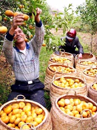龍門鎮[海南省]