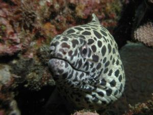 短椎尾鯙 短椎尾鯙