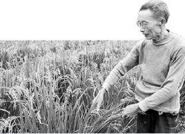 胡代書[世界再生稻之父]