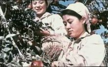 《摘蘋果的時候》