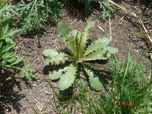 苦碟子[菊目菊科植物]